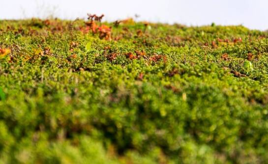Wpływ dachów ekstensywnych na retencję wód opadowych