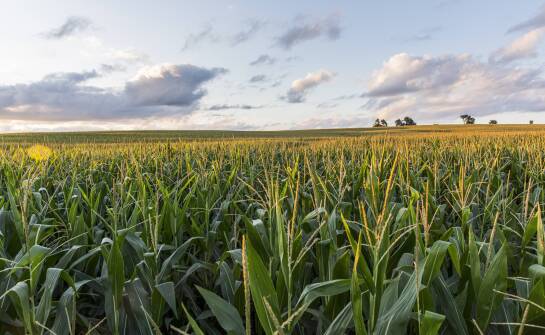 Jak dostosować uprawy kukurydzy oseva do zmieniających się warunków klimatycznych?