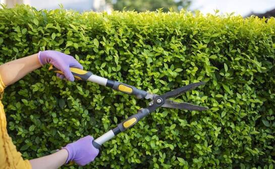Jak nożyce do żywopłotu wpływają na bezpieczeństwo pracy w ogrodzie?