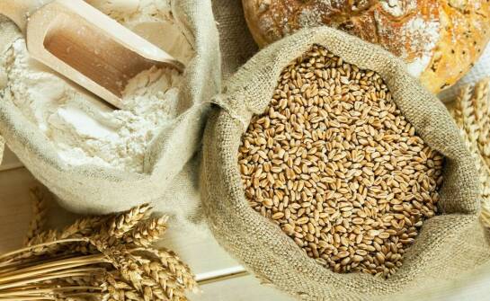 Porównanie zboża: pszenica kontra jęczmień – które wybrać?