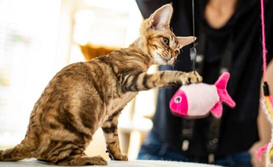 Wpływ białka zwierzęcego na rozwój kociąt – co warto wiedzieć?