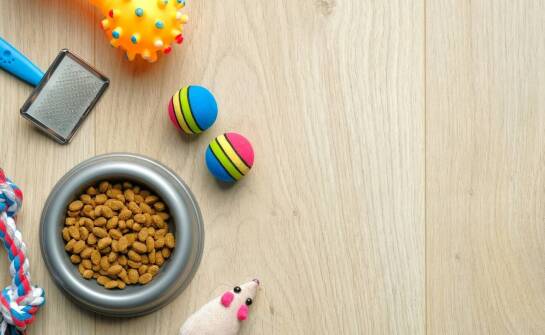 Rola tłuszczów w diecie shih tzu – na co zwrócić uwagę?