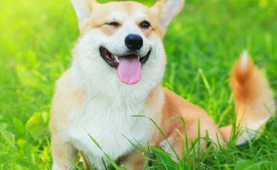 Jakie korzyści niesie dieta oparta na WholePrey dla Twojego psa?