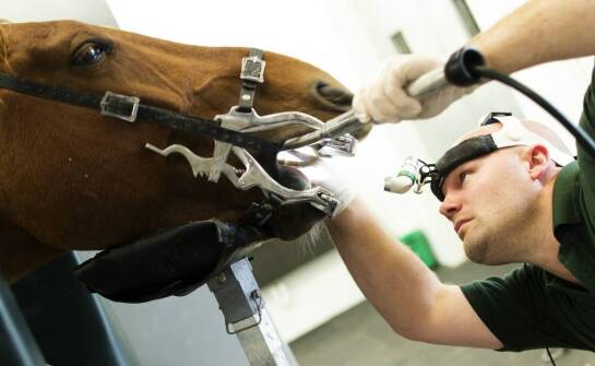 Jak dobrać odpowiednie urządzenie BEMER dla potrzeb swojego konia?