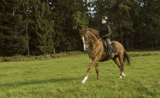 Jak stymulacja mikrokrążenia wspiera wydolność koni?