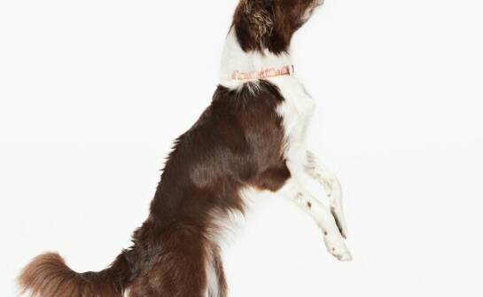 Jakie umiejętności rozwija pies podczas uczestnictwa w zajęciach z komunikacji?