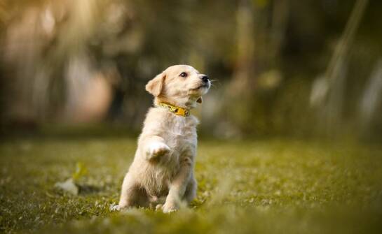 Szkolenie psów we Wrocławiu – jak budujemy wzajemne zaufanie z czworonogiem