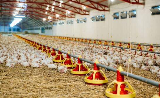 Poidła dla drobiu jako element zrównoważonego gospodarstwa