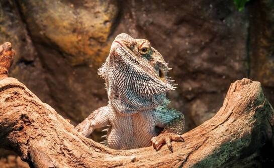 Weterynarz we Wrocławiu: kompleksowa diagnostyka dla małych gadów