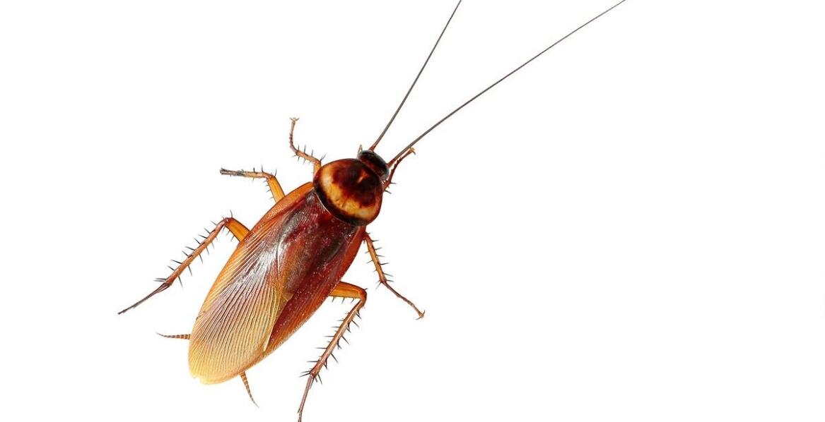 Skuteczne strategie prewencyjne przeciwko pojawieniu się żuka z długimi czułkami