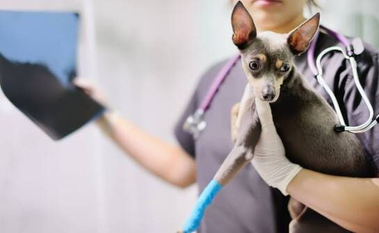 Rola diagnostyki obrazowej w leczeniu urazów ortopedycznych u psów