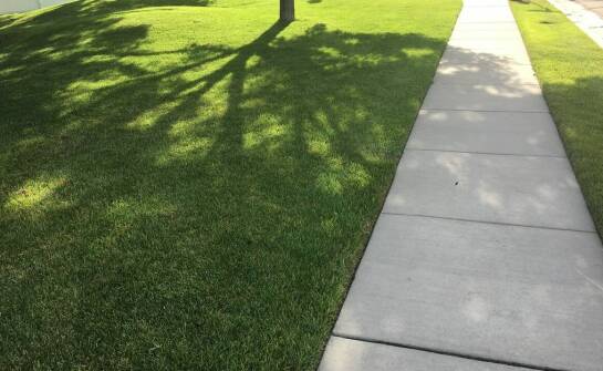 Różnice między trawą produkowaną na folii a odcinaną od gruntu