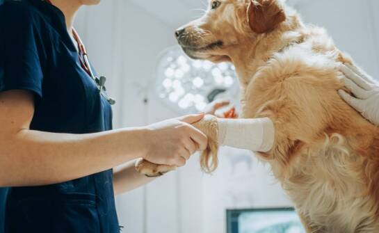 Znaczenie chirurgii urazowej w kompleksowej opiece weterynaryjnej