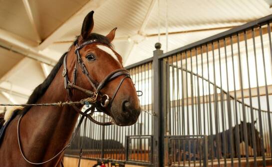 Effektive Feuchtigkeitsableitung auf Reitplätzen dank Dränmatte