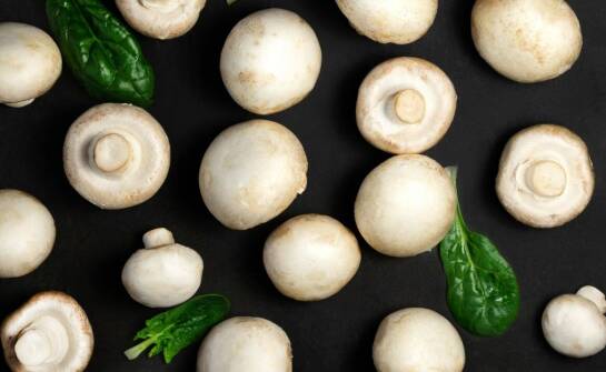 Professional Mushroom Supply – Why Collaborate with Experts?