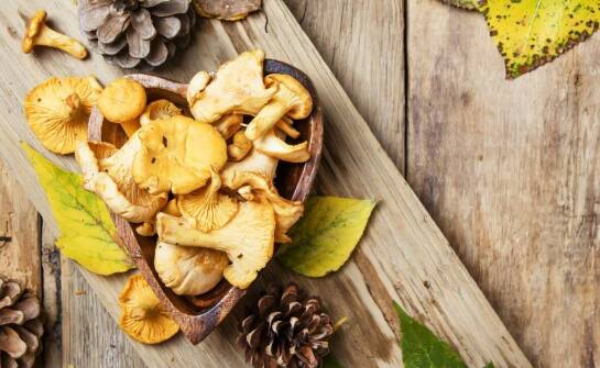 The Impact of Mushroom Quality on Customer Satisfaction in the Gastronomy Sector