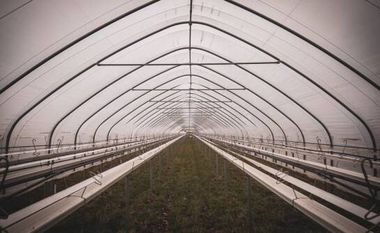 Jak dezynfekcja tunelu foliowego wpływa na zdrowie upraw?