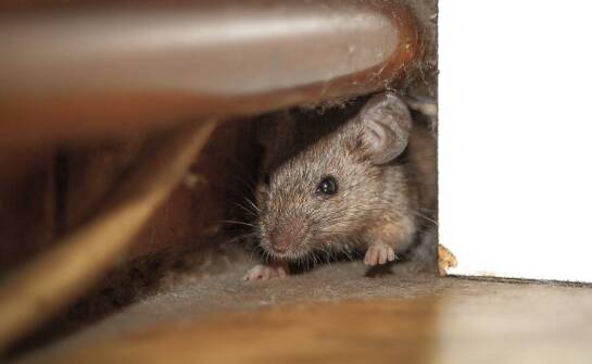 Rola deratyzacji w ochronie infrastruktury miejskiej przed szkodnikami