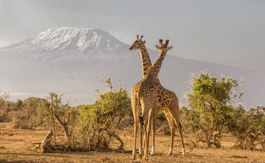 Jakie aktywności oferują parki narodowe w Kenii dla rodzin?