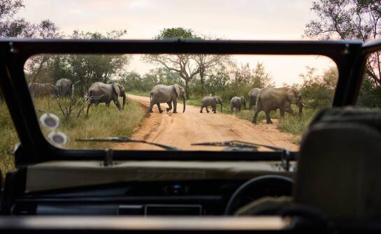 Rodzinne safari: Jakie zwierzęta fascynują dzieci na żywo?