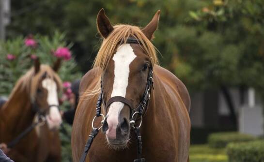 Rola kantarów w codziennym treningu i opiece nad koniem