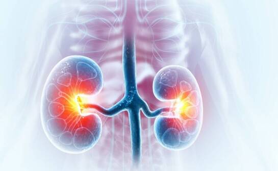 Wpływ Annona muricata na zdrowie wątroby i nerek