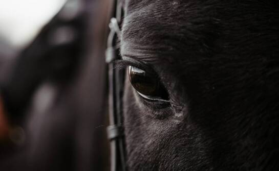 Zalety stosowania naturalnych materiałów w produkcji sprzętu jeździeckiego