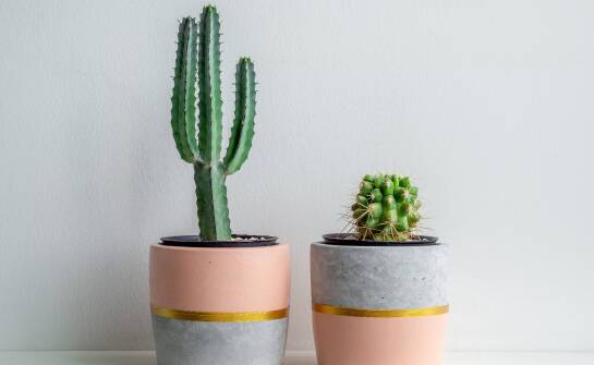 Poradnik dla miłośników kaktusów doniczkowych – zdjęcia i nazwy, które warto znać