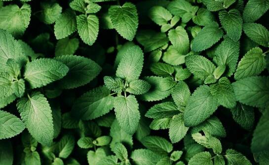 Ekstrakty z pokrzywy w walce z objawami alergii