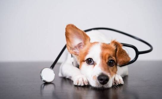 Jak dermatolog weterynaryjny ocenia skuteczność terapii u pacjentów?