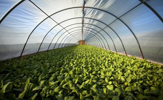 Tunele foliowe a zdrowie i wzrost truskawek