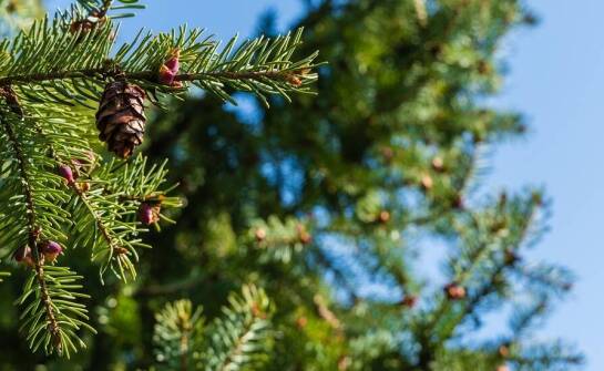 Jakie drzewa ozdobne najlepiej komponują się z iglakami?