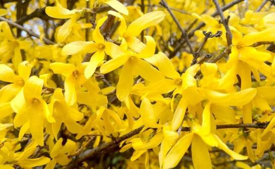 Wybór krzewów liściastych z oferty szkółki roślin mielec dla dużych przestrzeni