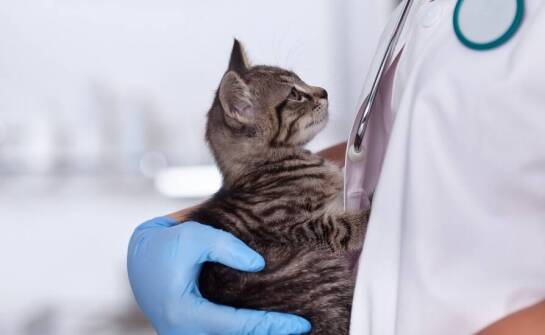 Gastroenterologia w służbie zdrowia zwierząt: kluczowe usługi weterynaryjne