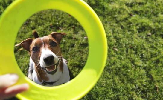 Dlaczego różnorodność kształtów i rozmiarów ma znaczenie w dyskach dla psa do rekreacji?