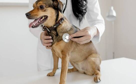 Wizyty domowe weterynarza w Ursusie – jak przebiegają i kiedy są zalecane?