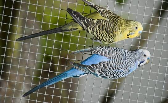 Z czego zbudować trwałą wolierę dla ptaków?