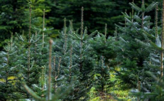 Odporność iglaków podlaskich na choroby i szkodniki