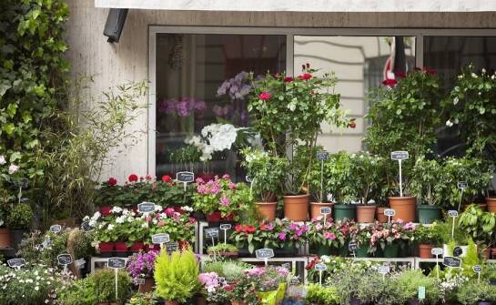 Jak stworzyć zdrowy mikroklimat na stoisku targowym dzięki roślinom?