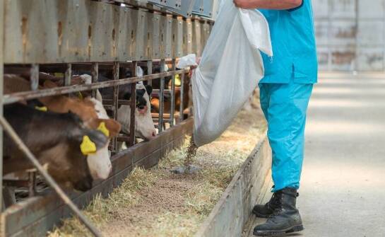 Jak efektywność hodowli zwiększa się dzięki paszom uzupełniającym?