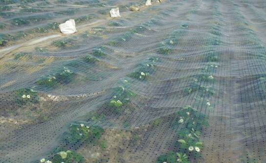 Siatka rolnicza – jak wpływa na optymalizację procesów uprawy?