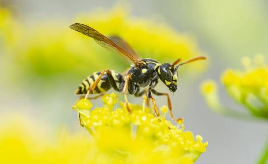 Jak wpływa obecność szerszeni na jakość życia domowników?