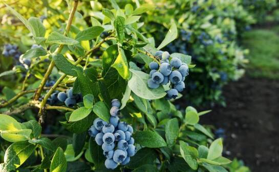 Profesjonalne strategie wyboru najlepszych sadzonek borówki amerykańskiej do ogrodu