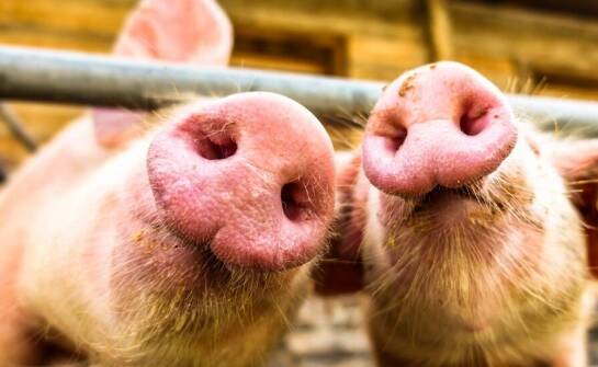 Jakie są kluczowe różnice między świeżymi a mrożonymi noskami wieprzowymi?