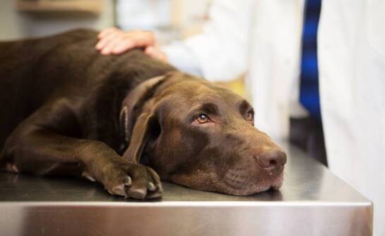 Diagnostyka i leczenie chorób wewnętrznych u zwierząt – co warto wiedzieć?