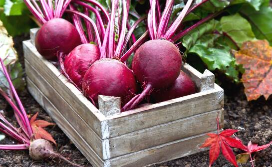 Wpływ nasion buraka ćwikłowego na estetykę ogrodu i przestrzeni zielonych