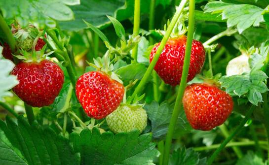 Jak przygotować glebę pod flance truskawek, aby zapewnić ich zdrowy wzrost?