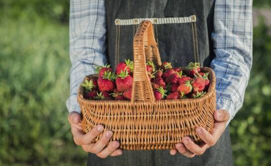 Jak dbać o flance truskawek, aby cieszyć się obfitymi owocami?
