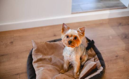 Jak polecany hotel dla psów dba o indywidualne potrzeby każdego czworonoga?