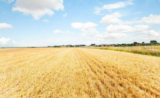 Porównanie różnych typów nawozów azotowych w kontekście upraw zbóż